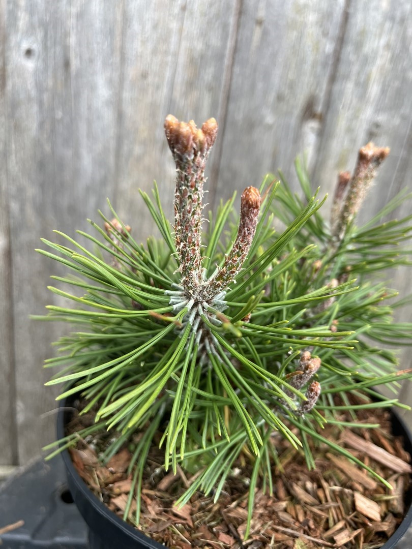 Pinus mugo - Mount Pine 'Piggelmee'