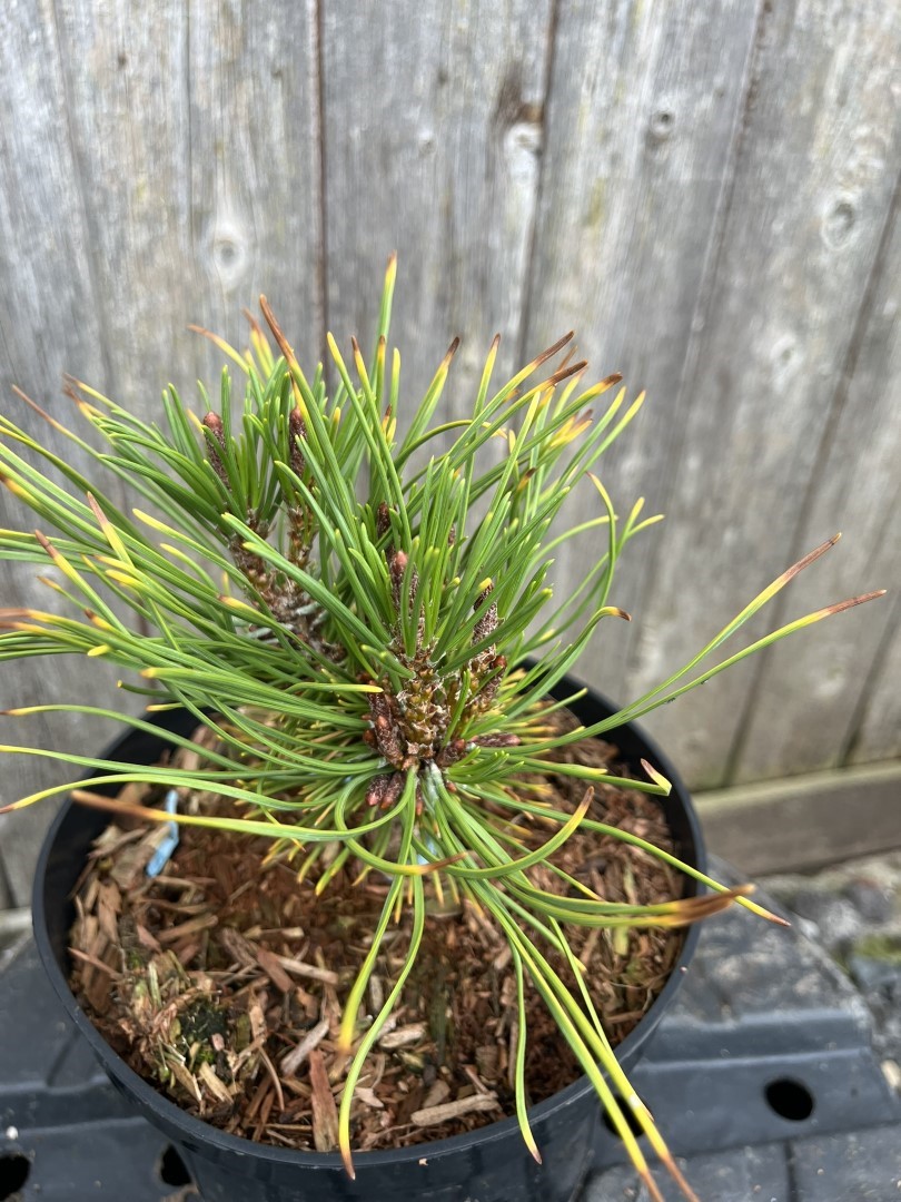 Pinus mugo - Mountain Pine 'Little Gold Star'