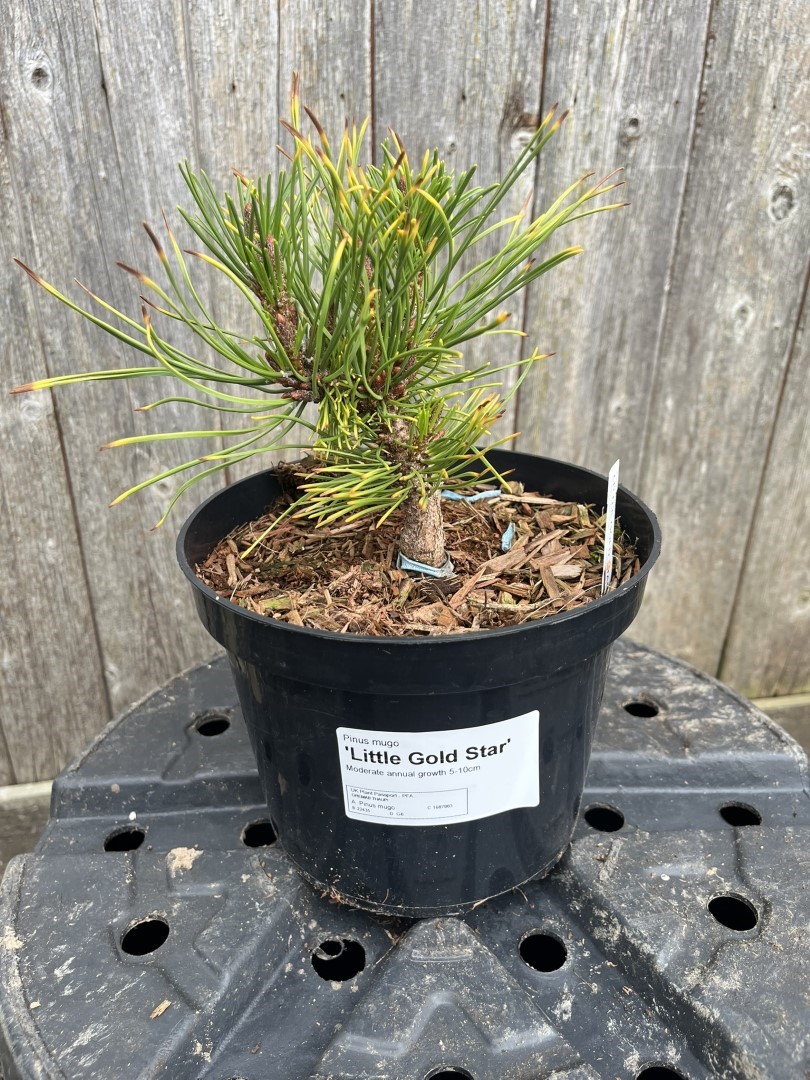Pinus mugo - Mountain Pine 'Little Gold Star'