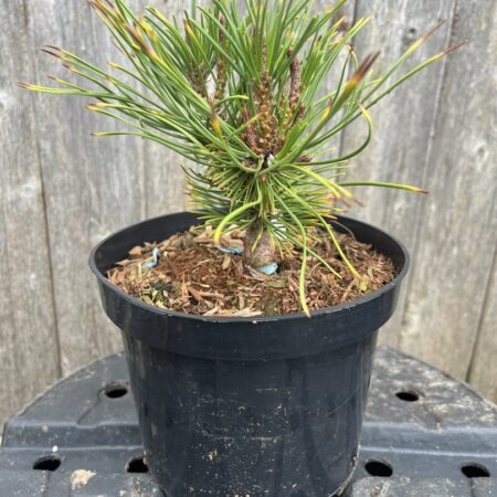 Pinus mugo - Mountain Pine 'Little Gold Star'