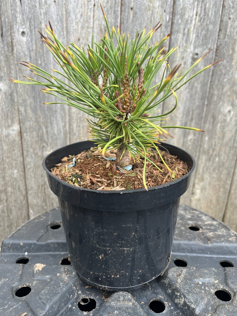Pinus mugo - Mountain Pine 'Little Gold Star'