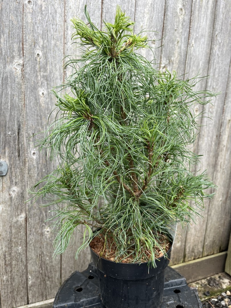 Pinus strobus - Weymouth pine 'Tiny Kurls'