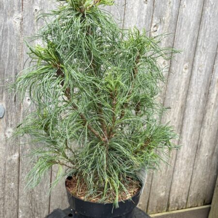 Pinus strobus - Weymouth pine 'Tiny Kurls'