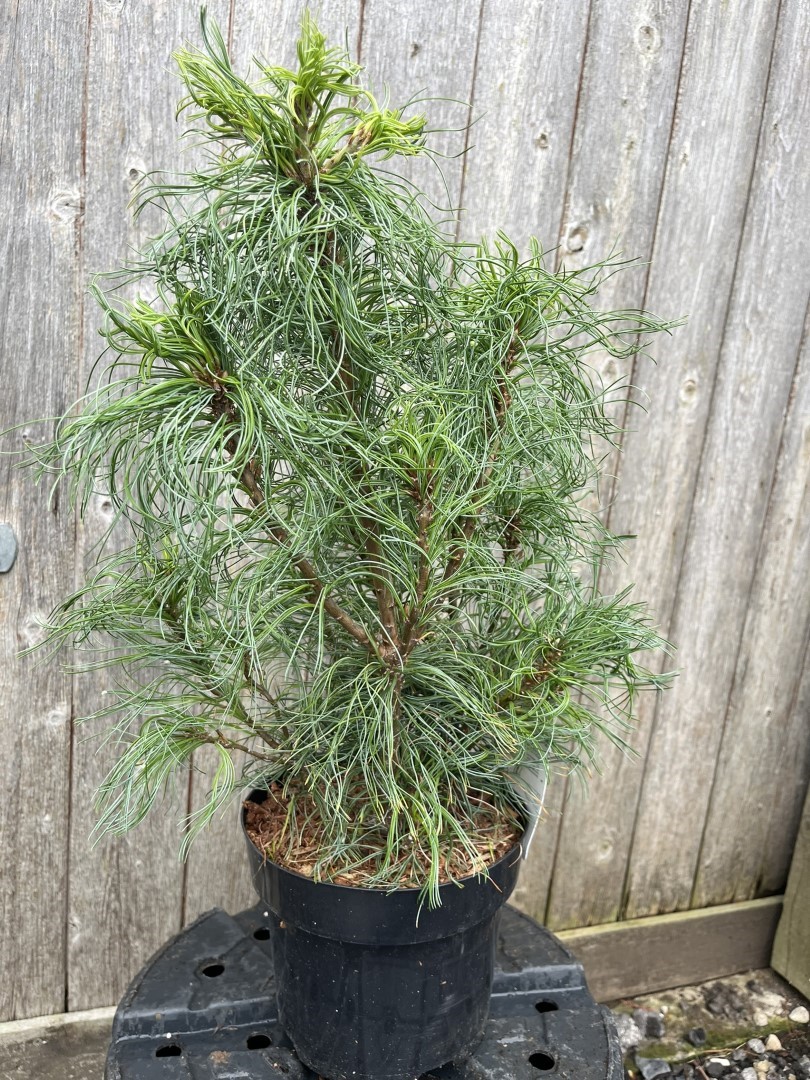 Pinus strobus - Weymouth pine 'Tiny Kurls'