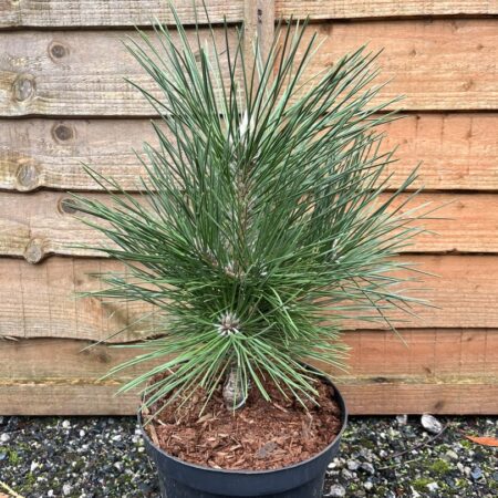 Pinus thunbergii - Japanese Black Pine 'Thunderhead'