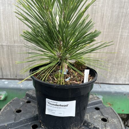 Pinus thunbergii - Japanese Black Pine 'Thunderhead'