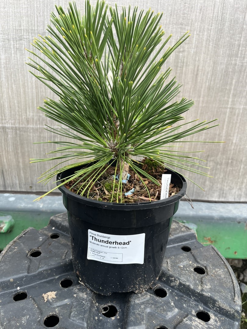 Pinus thunbergii - Japanese Black Pine 'Thunderhead'