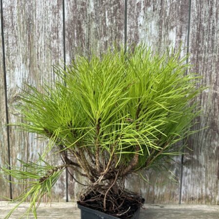 Pinus uncinata - Mountain Pine