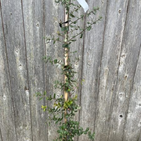 Quercus suber - Cork Oak
