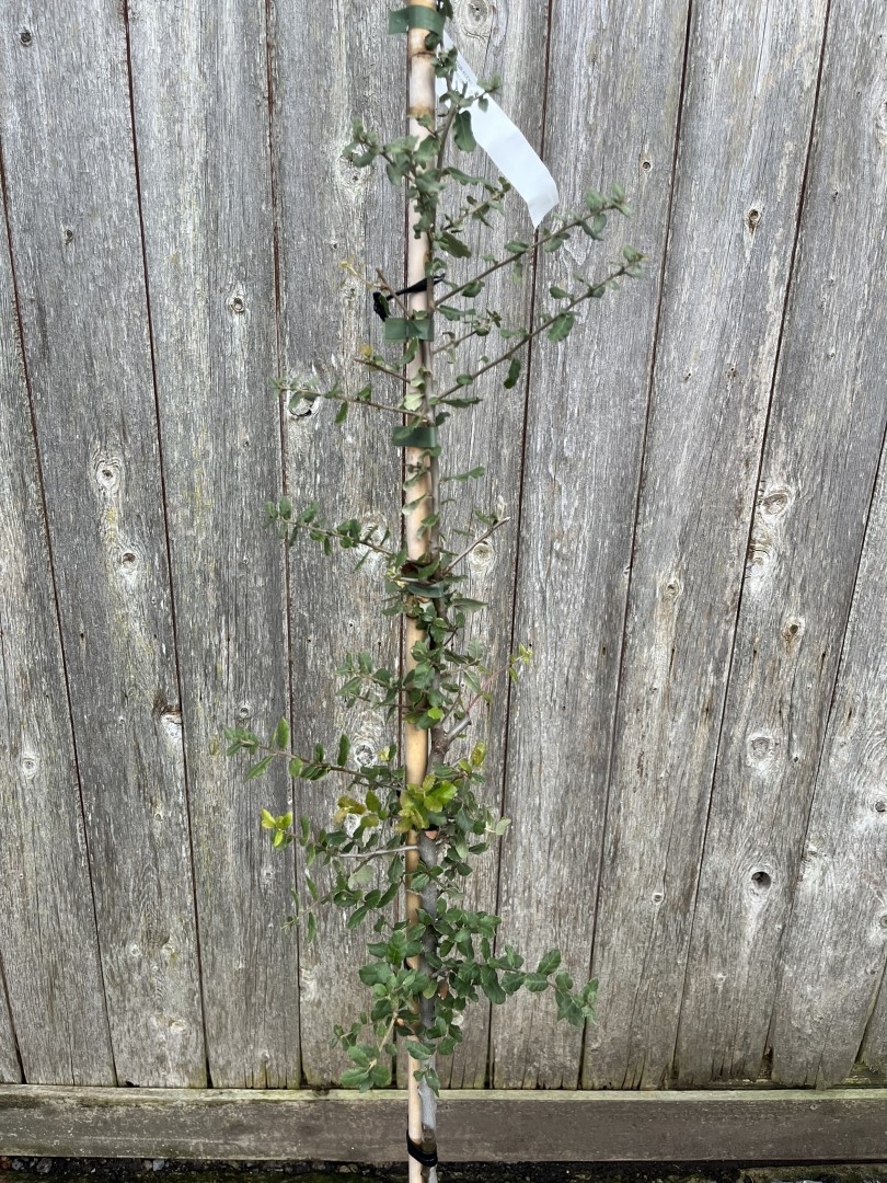 Quercus suber - Cork Oak