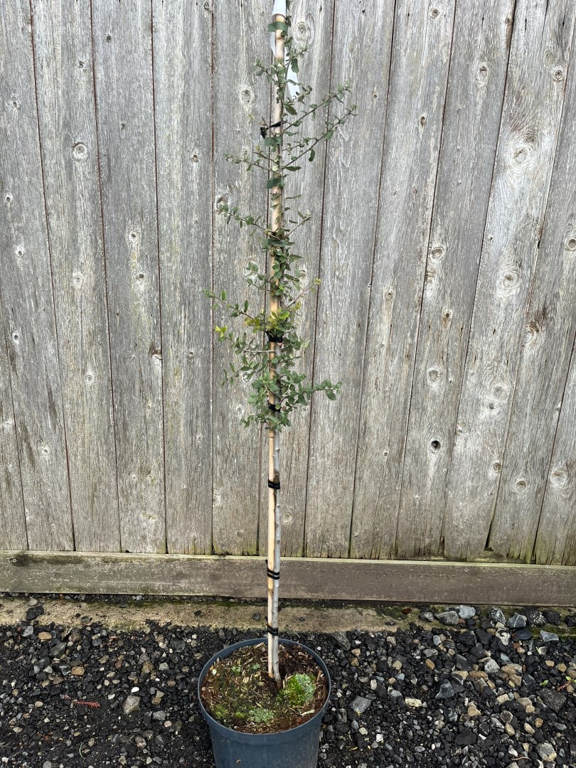 Quercus suber - Cork Oak