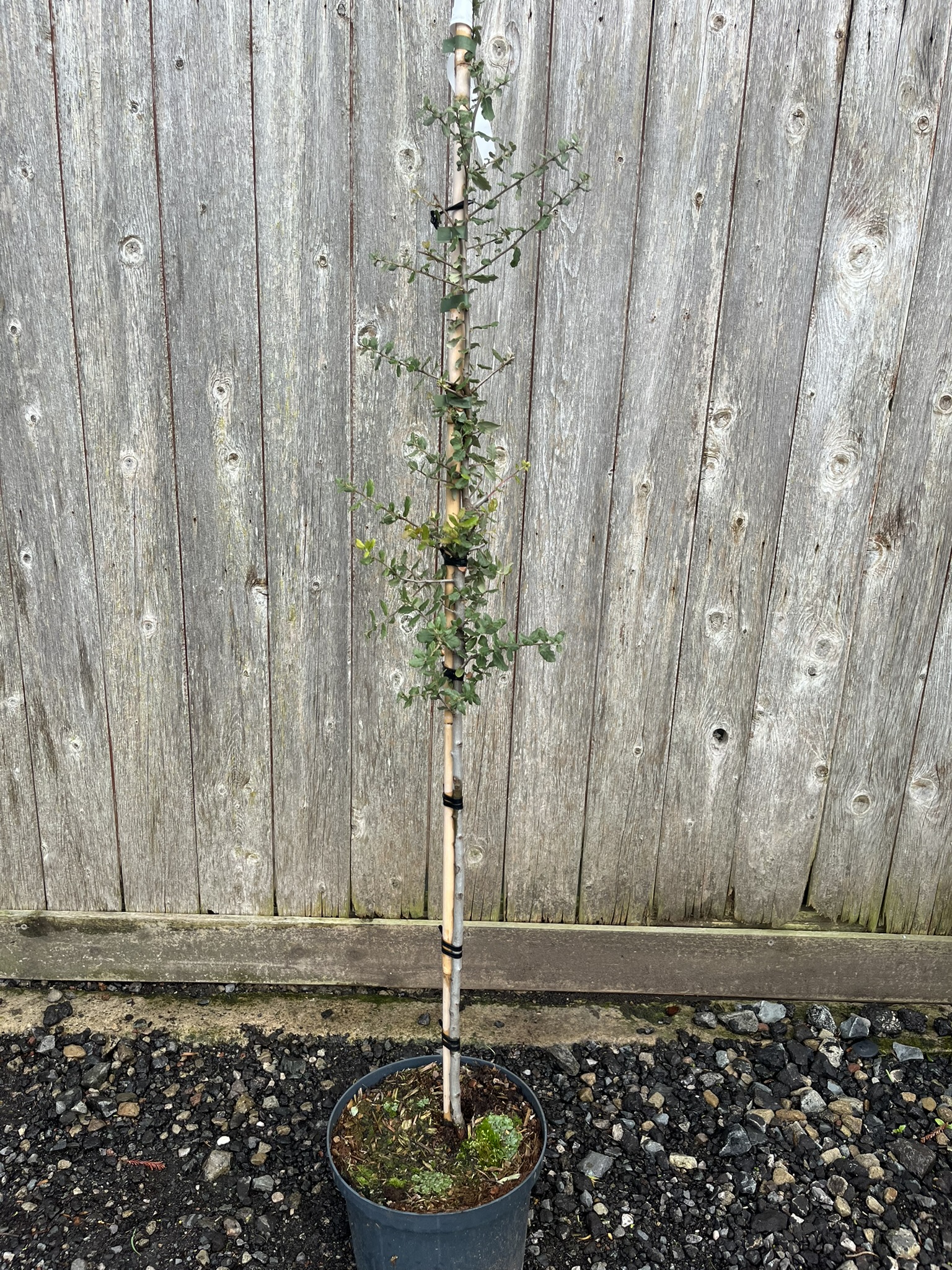 Quercus suber - Cork Oak