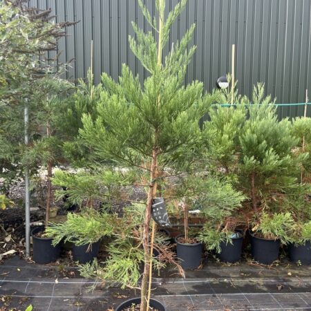 Sequoiadendron giganteum - Giant Redwood