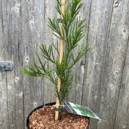Sequoiadendron giganteum - Giant Redwood 'Greenpeace'