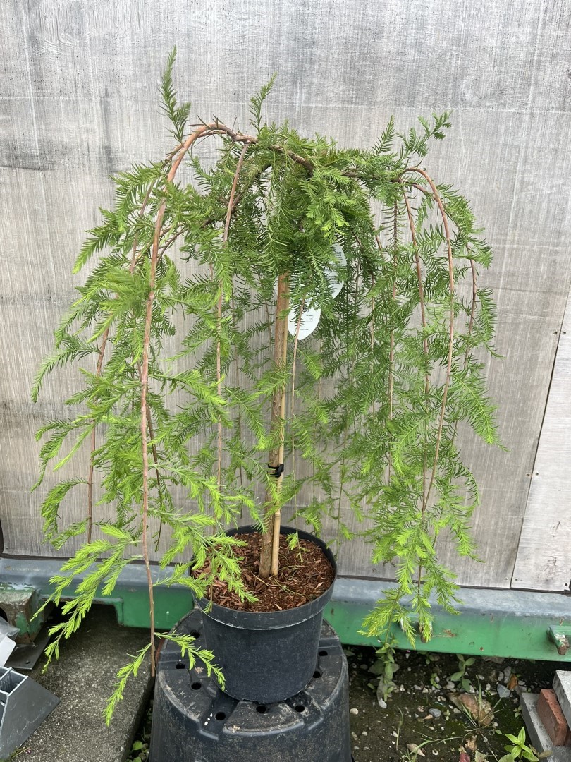 Swamp Cypress Tree 'Cascade Falls'