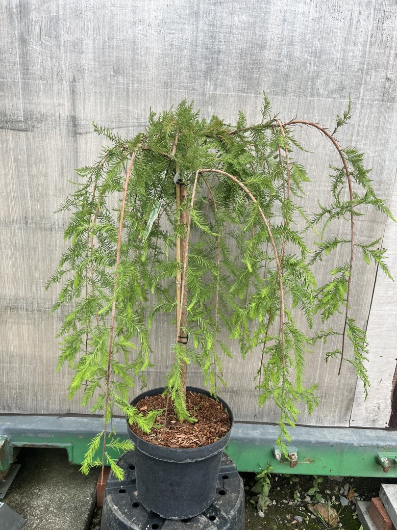 Swamp Cypress Tree 'Cascade Falls'