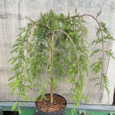 Swamp Cypress Tree 'Cascade Falls'