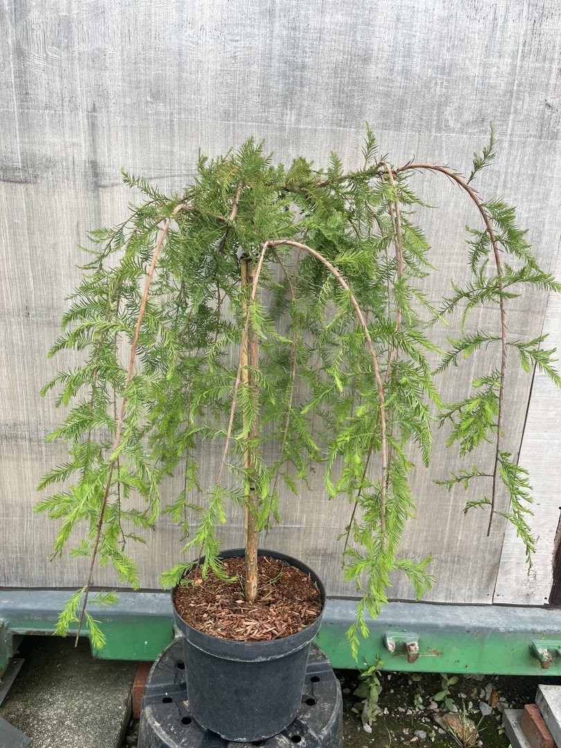 Swamp Cypress Tree 'Cascade Falls'
