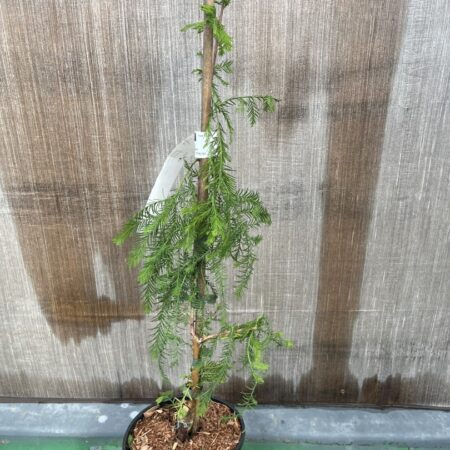 Taxodium distichum - Swamp Cypress 'Pendula'