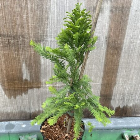 Taxodium distichum - Swamp Cypress 'Pevé Minaret'