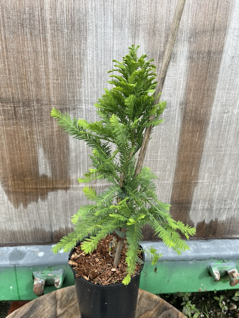 Taxodium distichum - Swamp Cypress 'Pevé Minaret'