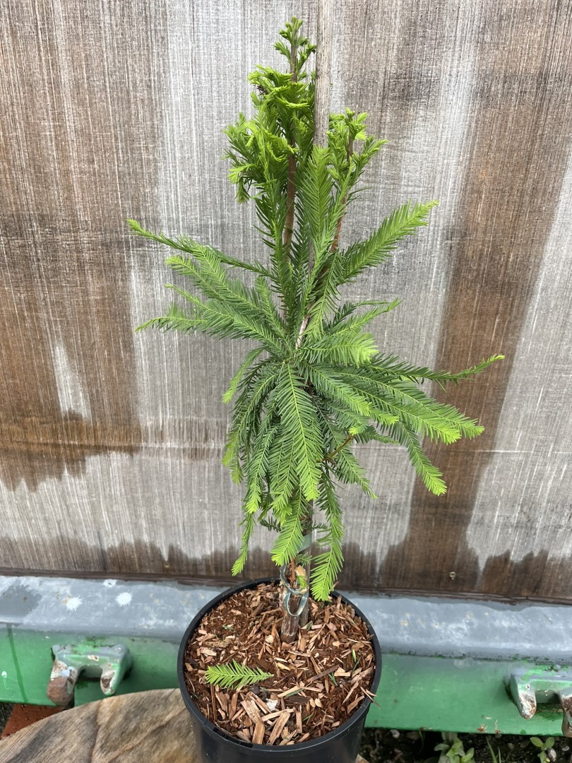 Taxodium distichum - Swamp Cypress 'Pevé Minaret'