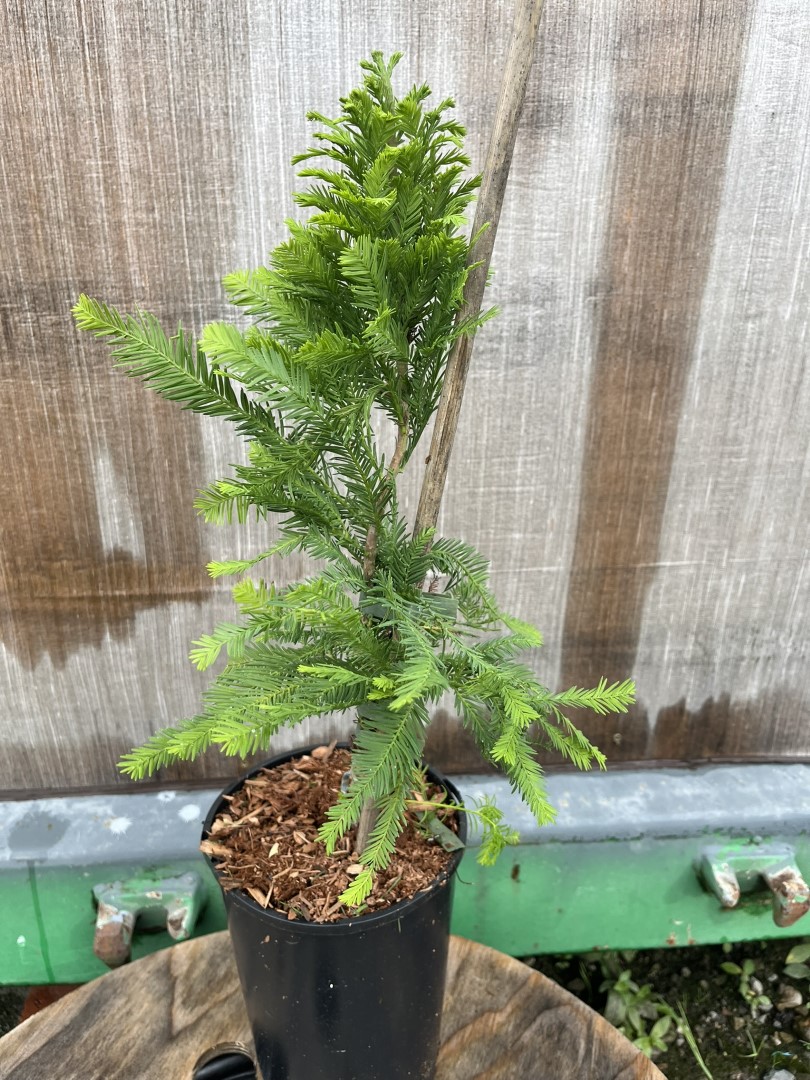 Taxodium distichum - Swamp Cypress 'Pevé Minaret'