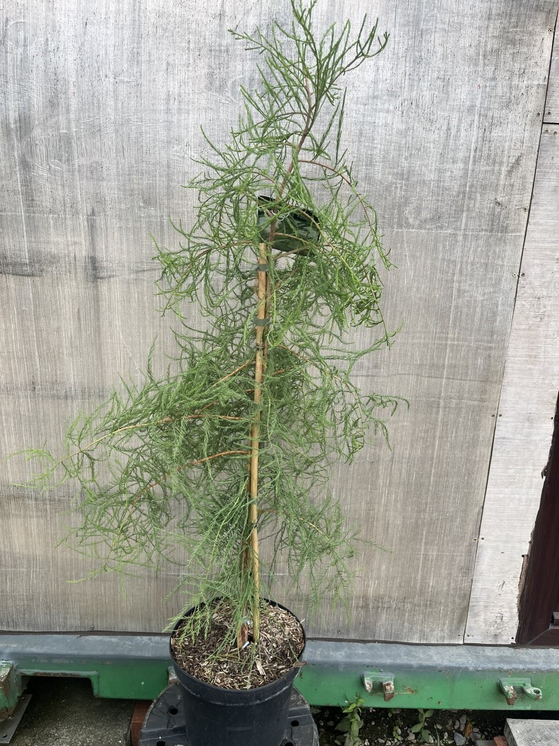 Taxodium distichum var. imbricarium - Swamp Cypress 'Nutans'