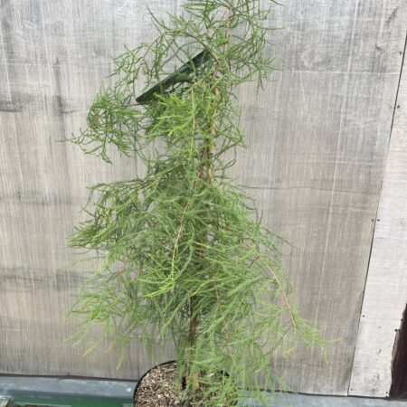 Taxodium distichum var. imbricarium - Swamp Cypress 'Nutans'
