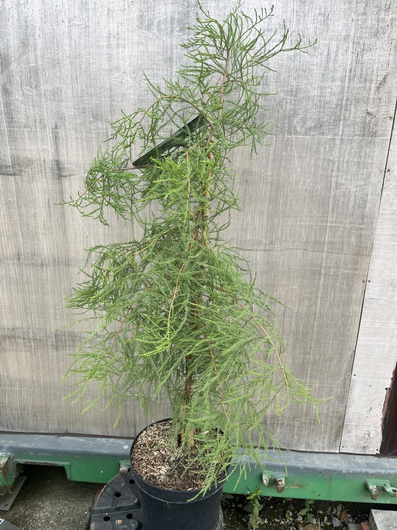 Taxodium distichum var. imbricarium - Swamp Cypress 'Nutans'
