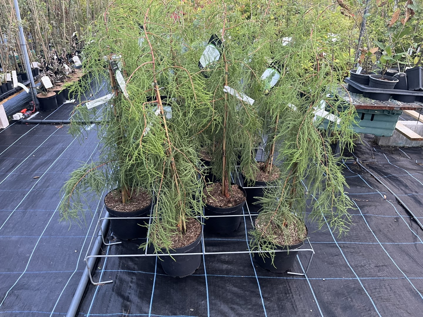 Taxodium distichum var. imbricarium - Swamp Cypress 'Nutans'