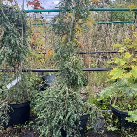 Weeping Eastern Hemlock - Tsuga canadensis