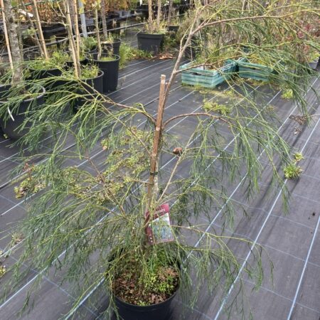 Lawson Cypress 'Drooping Solo' 100/120cm (10L)