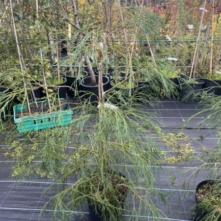 Chamaecyparis lawsoniana - Lawson Cypress 'Drooping Solo'