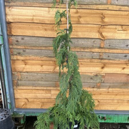 Chamaecyparis nootkatensis - Nootka Cypress 'Jubilee'