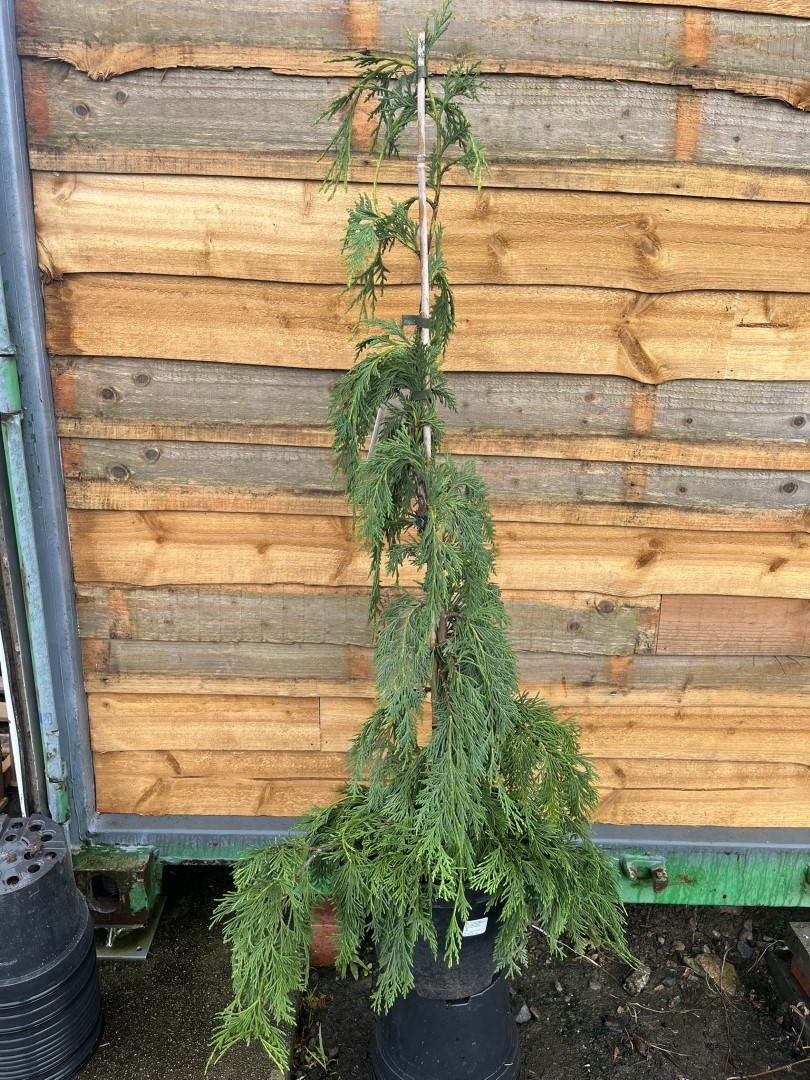 Chamaecyparis nootkatensis - Nootka Cypress 'Jubilee'