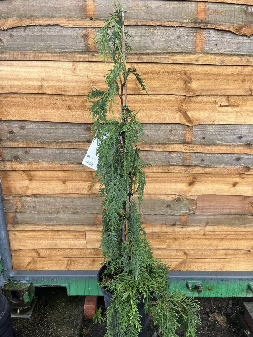 Chamaecyparis nootkatensis - Nootka Cypress 'Jubilee'