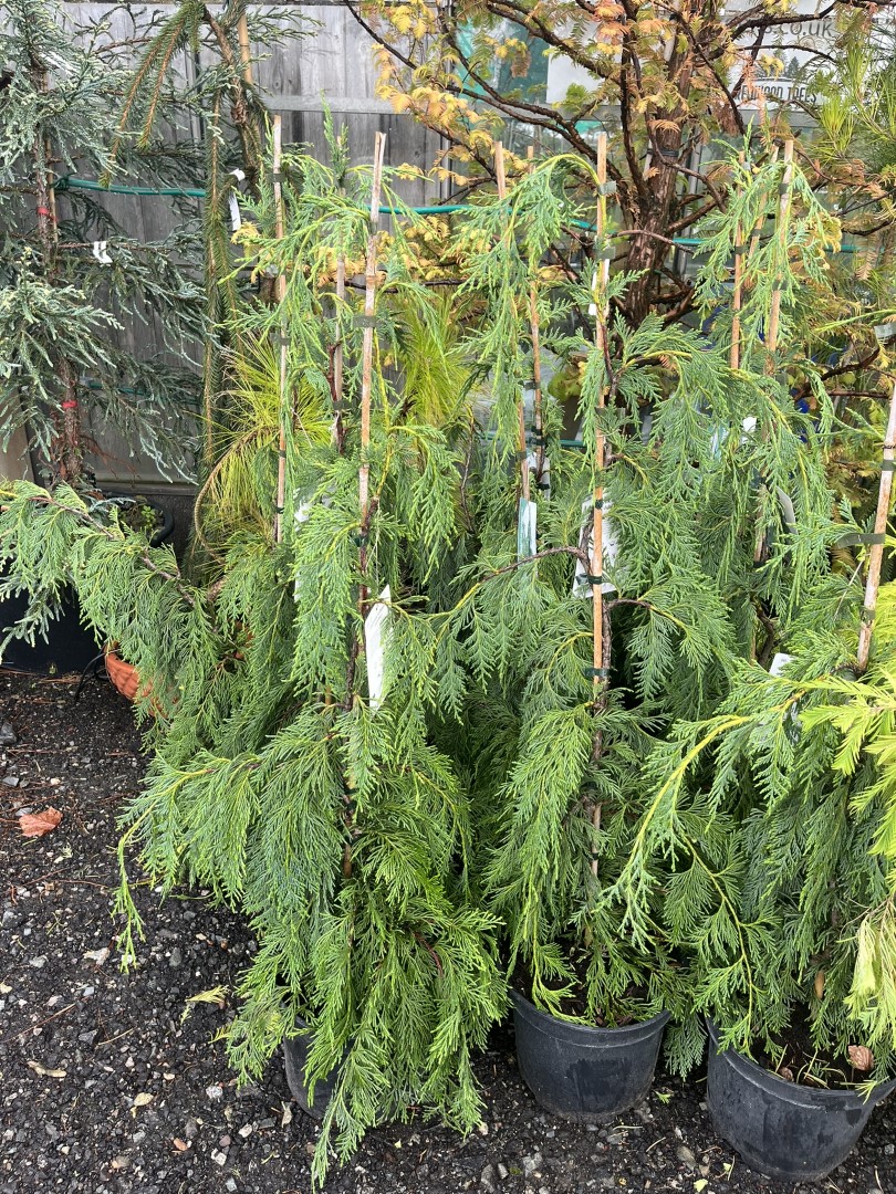 Chamaecyparis nootkatensis - Nootka Cypress 'Jubilee'