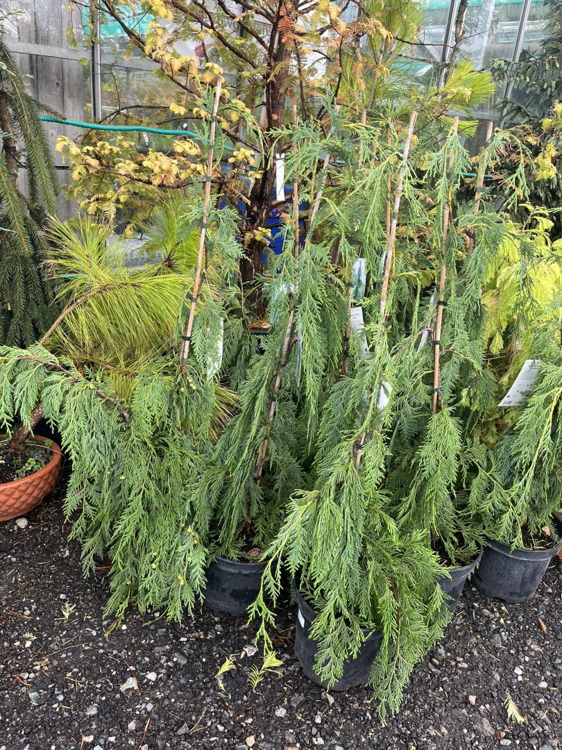 Chamaecyparis nootkatensis - Nootka Cypress 'Jubilee'