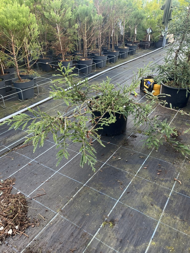 Coast Redwood - Sequoia sempervirens Adpressa