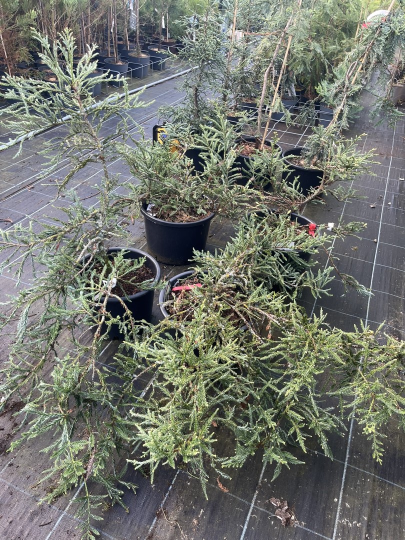 Coast Redwood - Sequoia sempervirens Adpressa
