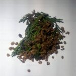 Cupressus torulosa - Himalayan Cypress