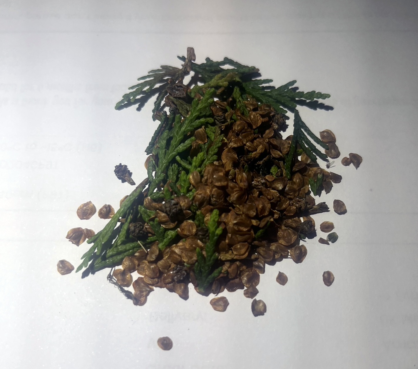 Cupressus torulosa - Himalayan Cypress