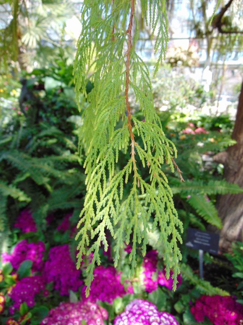 Cupressus torulosa - Himalayan Cypress