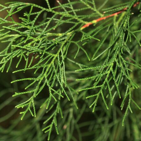 Cupressus torulosa - Himalayan Cypress