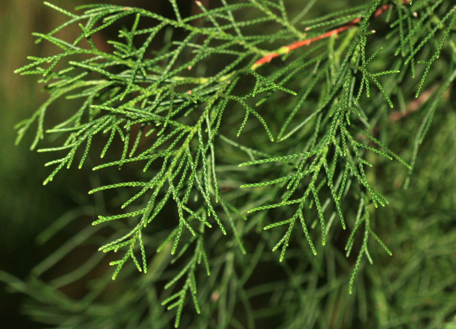 Cupressus torulosa - Himalayan Cypress