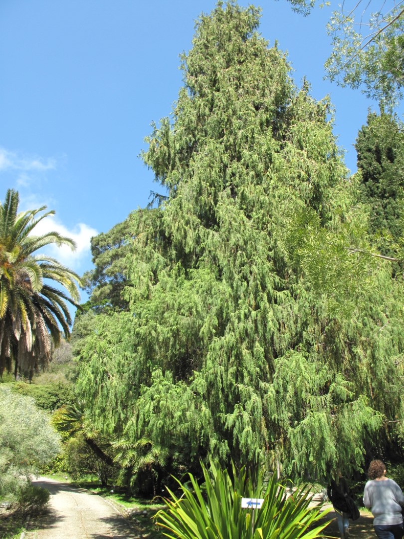 Cupressus torulosa - Himalayan Cypress