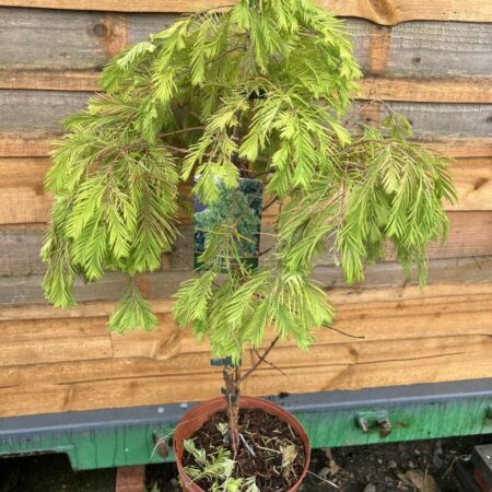 Metasequoia glyptostroboides - Dawn Redwood 'Pendula'