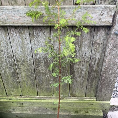 Metasequoia glyptostroboides - Dawn Redwood Tree