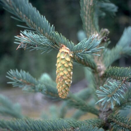 Picea engelmannii - Engelmann Spruce